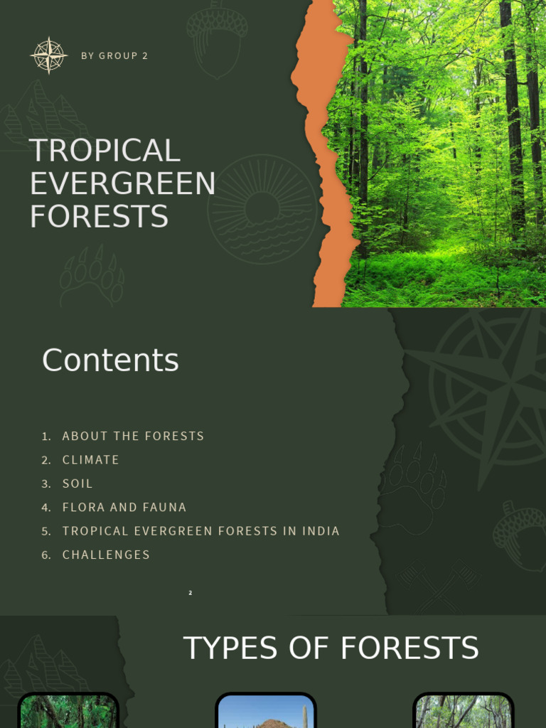Tropical Evergreen Forests | PDF | Forests | Tropics