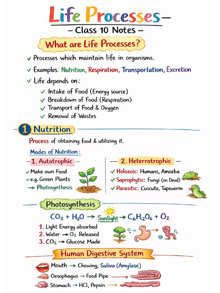 Life Processes | PDF