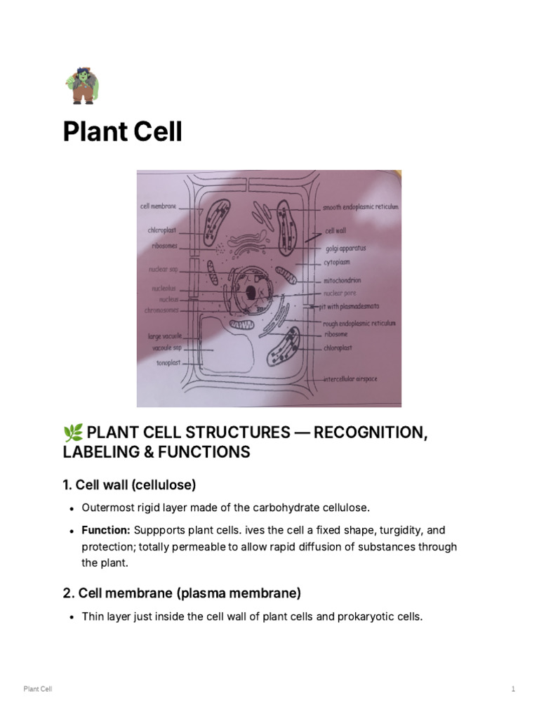Plant Cell | PDF | Endoplasmic Reticulum | Cell (Biology)