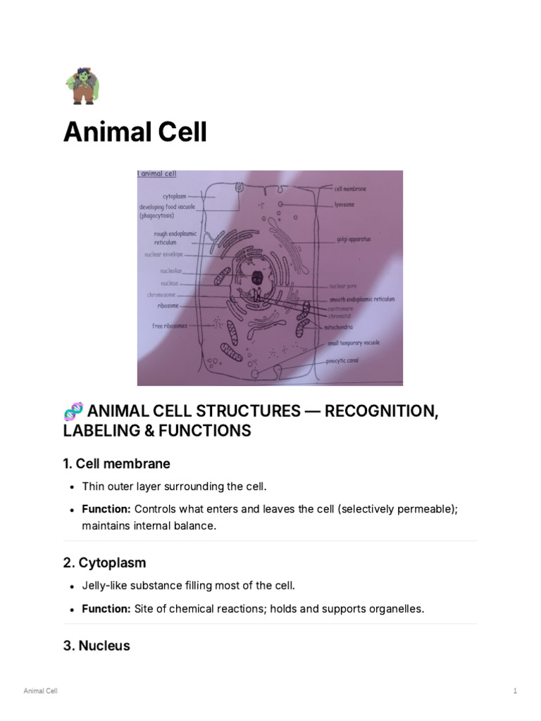 Animal Cell | PDF | Cell (Biology) | Endoplasmic Reticulum