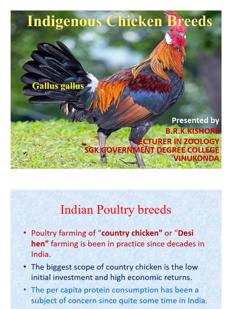 Indigenous Chiken Breeds | PDF | Chicken | Ornithology