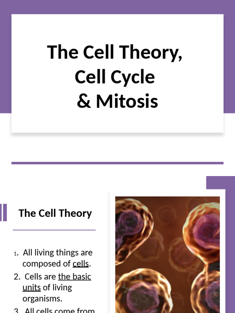 The Cell Cycle and Mitosis | PDF | Mitosis | Cell Cycle