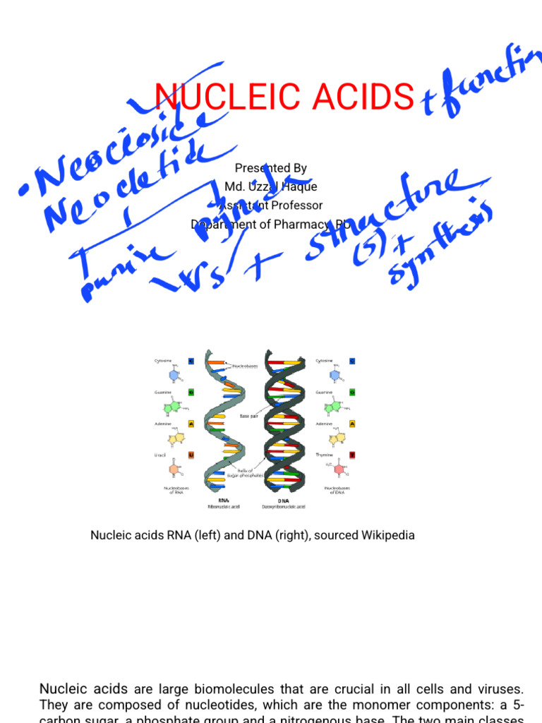 Nucleic Acid | PDF | Nucleotides | Nucleic Acids