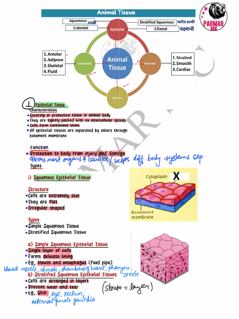Animal Tissue | PDF