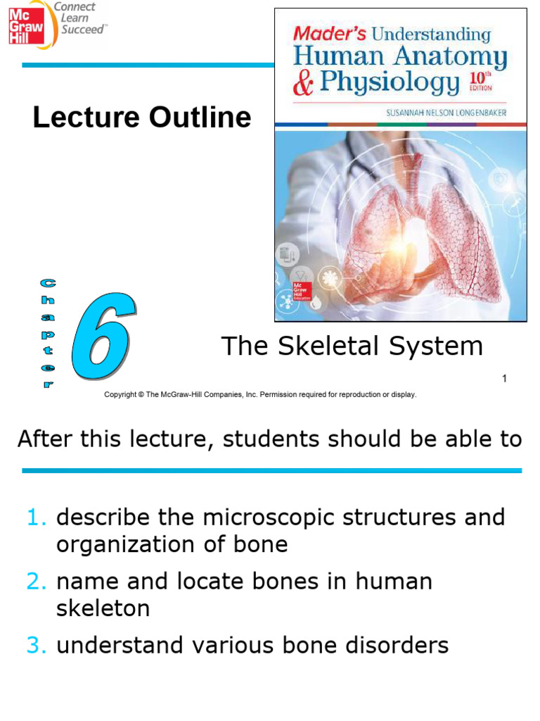 SEHH2233 2122 S1 Ch6 Skeletal Lecture 56 Cs Version | PDF | Vertebra | Bone