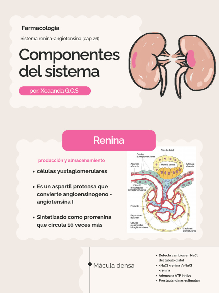 Presentación Anatomía Cuerpo Humano Ilustrado Rosa y Beige_20250910 ...