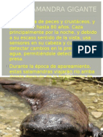 La Salamandra Gigante