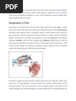 Fish Respiratory System Explained | PDF | Gill | Respiratory System