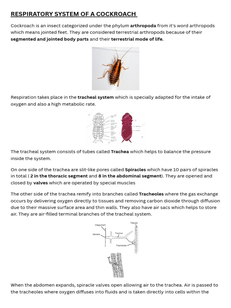 Cockroach Is An Insect Categorized Under The Phylum Arthropoda From It ...