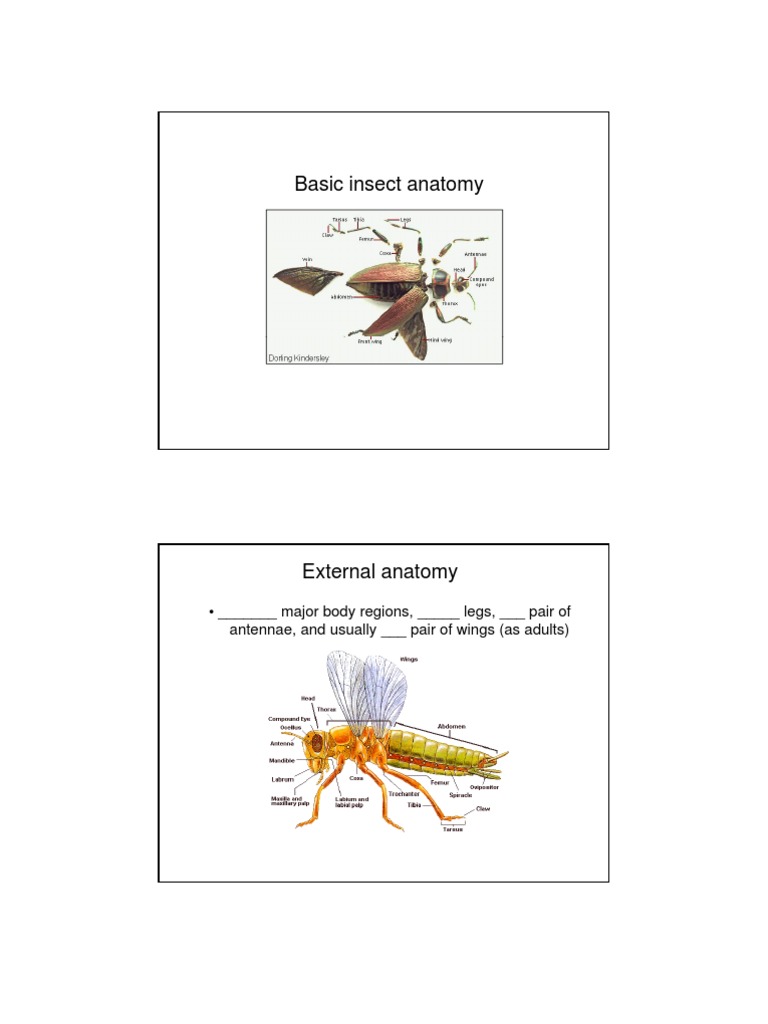 Insect Anatomy Overview | PDF | Insects | Pupa