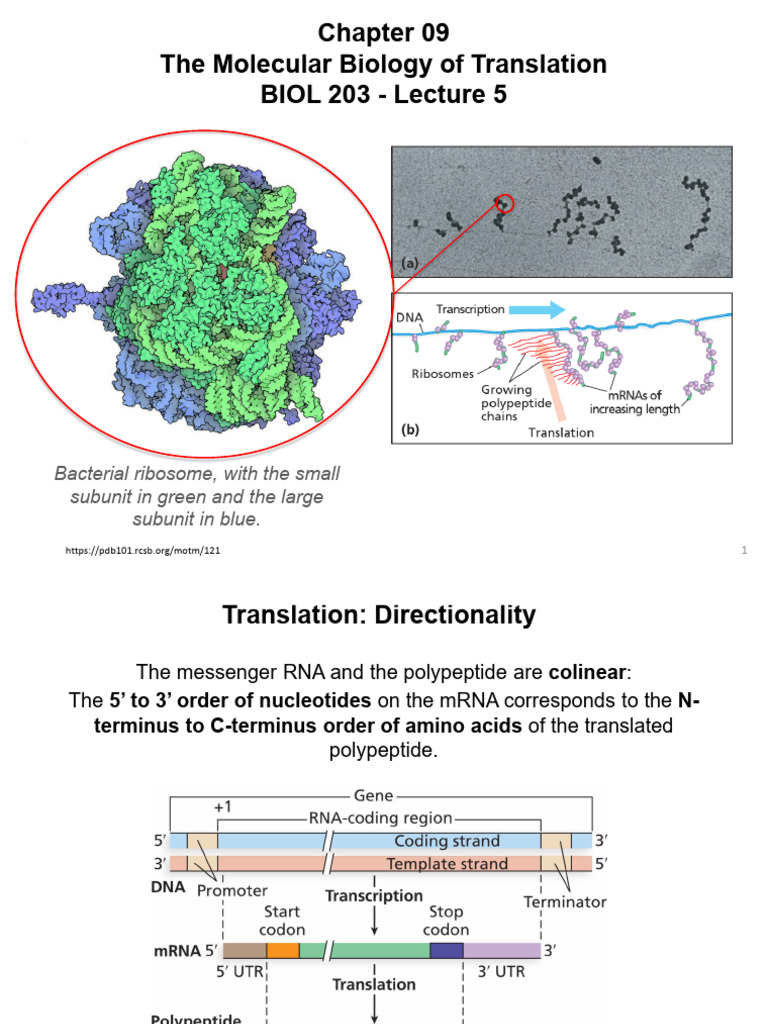 Lecture 5 - BIOL 203 Fall 2025 | PDF | Translation (Biology) | Ribosome