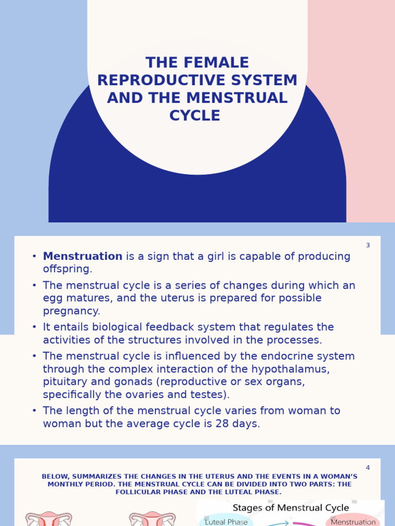 Q3 MOD2 The Female Reproductive System and The Menstrual Cycle | PDF ...