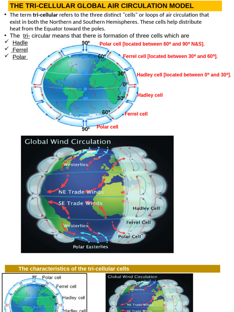 l4..the Tri-cellular Model New | PDF