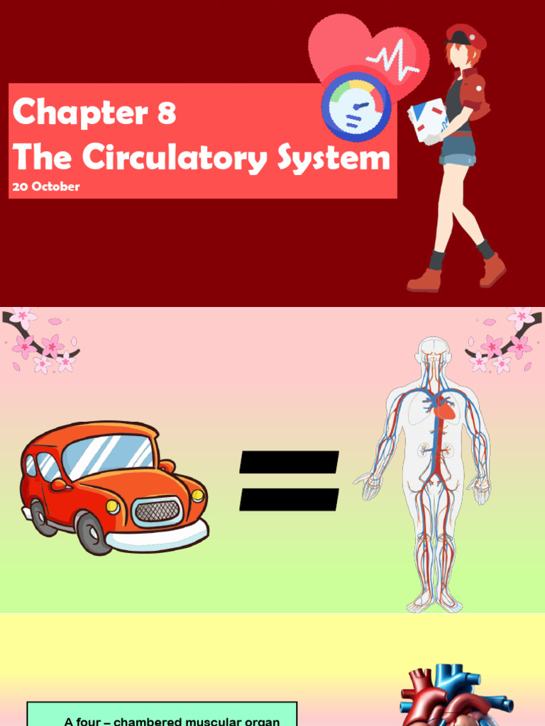 Chapter 8 - The Circulatory System | PDF | Circulatory System | Blood