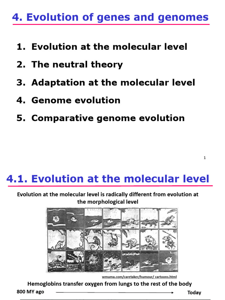 TEMA 4 Evolution Genes Genomes | PDF | Evolution | Mutation