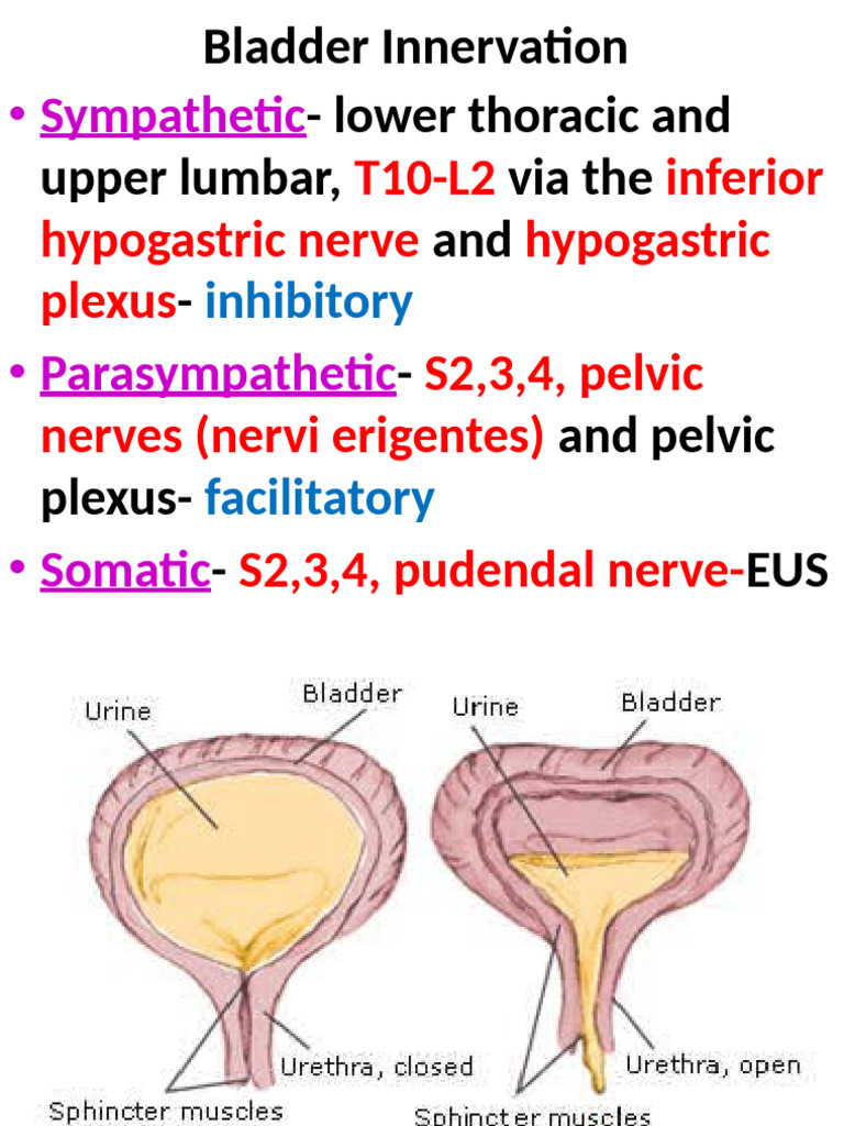 Urinary Bladder Innervation and Dysfunctions | PDF | Urinary ...