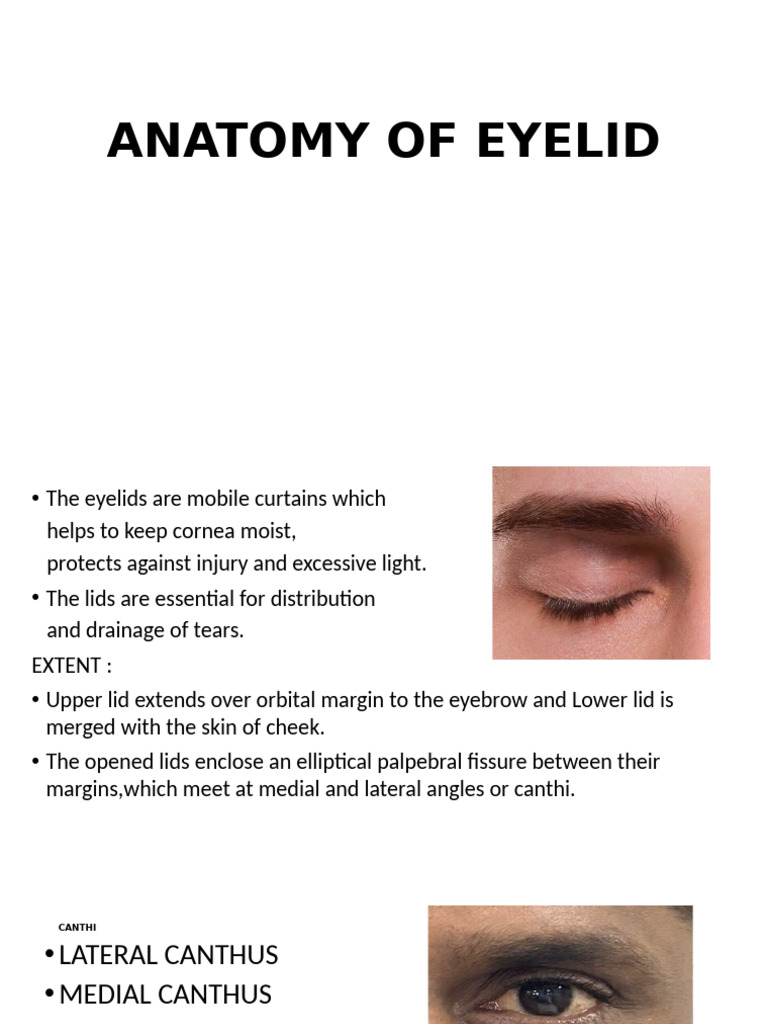 ANATOMY OF EYELID Final | PDF | Skin | Human Anatomy
