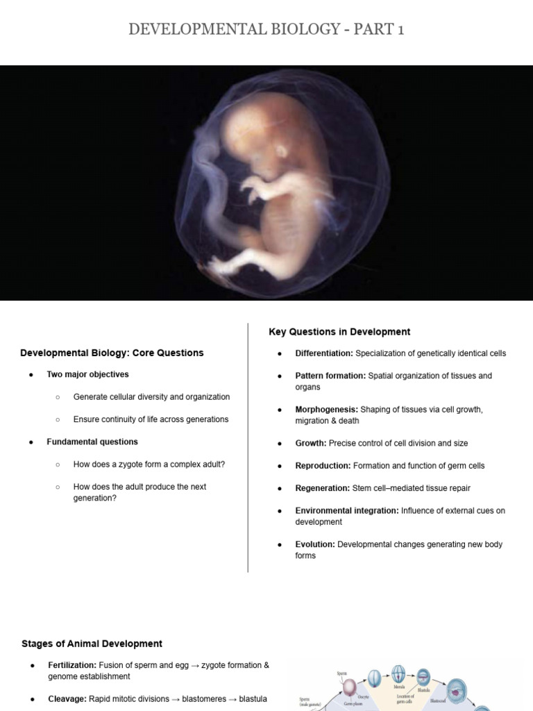 Demo Class | PDF | Developmental Biology | Embryo