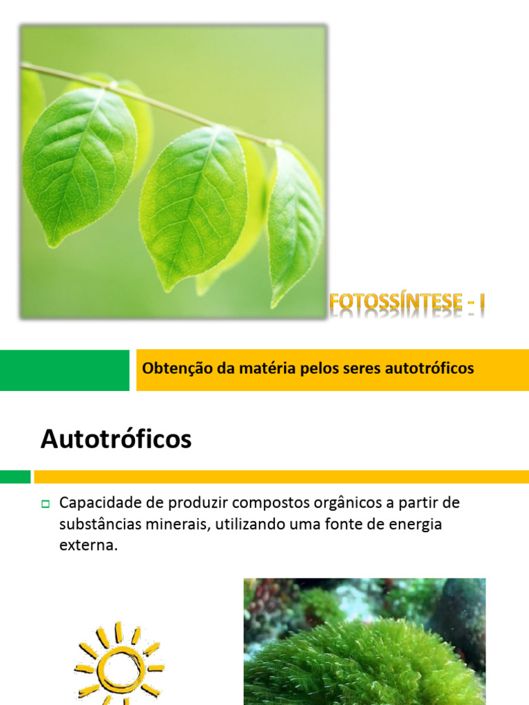 6 - Obtenção Da Matéria Pelos Seres Autotróficos | PDF | Fotossíntese ...