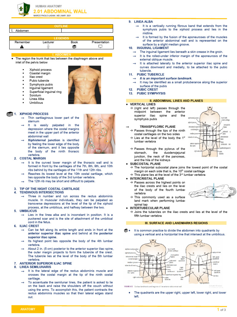 Anat 2.01 Abdominal Wall DR Lasam | PDF | Abdomen | Vertebra