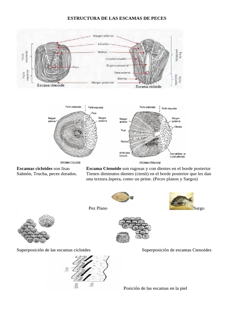 escamas | PDF