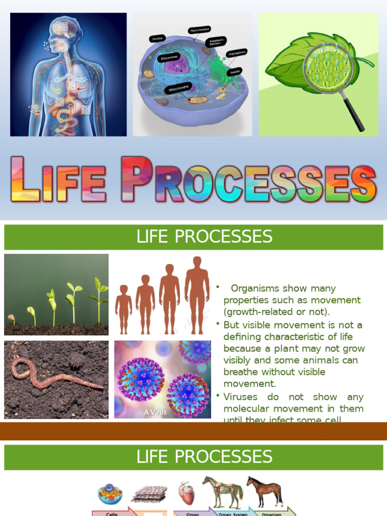 6 Life Processes Class X - PDF Slides | PDF | Respiratory Tract | Digestion