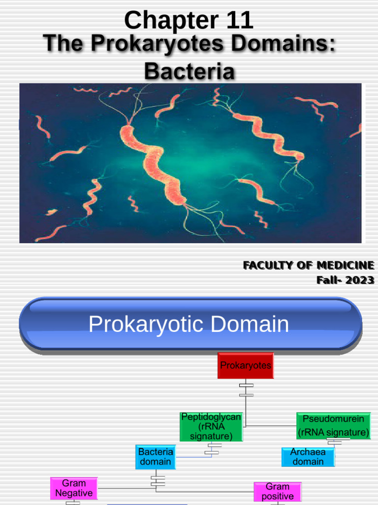 Prokaryotes Domain Bacteria | PDF | Streptococcus | Bacteria