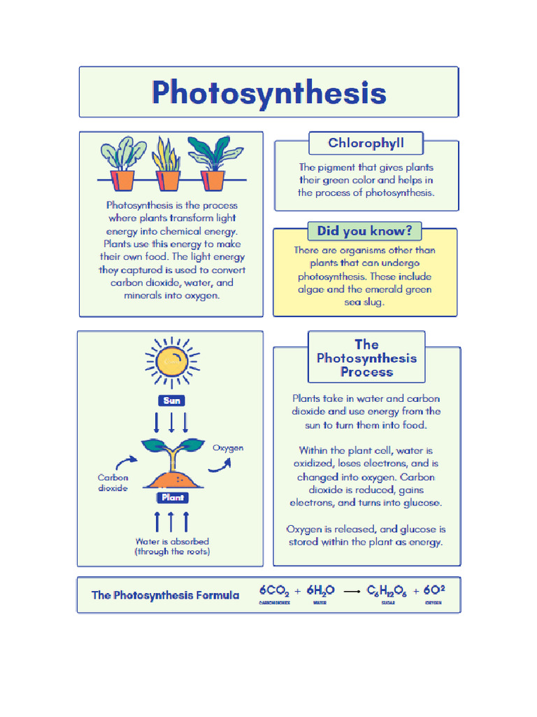 Photosynthesis Info Sheet | PDF