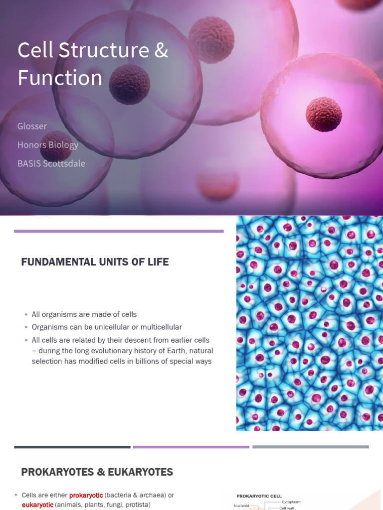 1) Cell Structure & Function Notes | PDF | Endoplasmic Reticulum | Cell ...