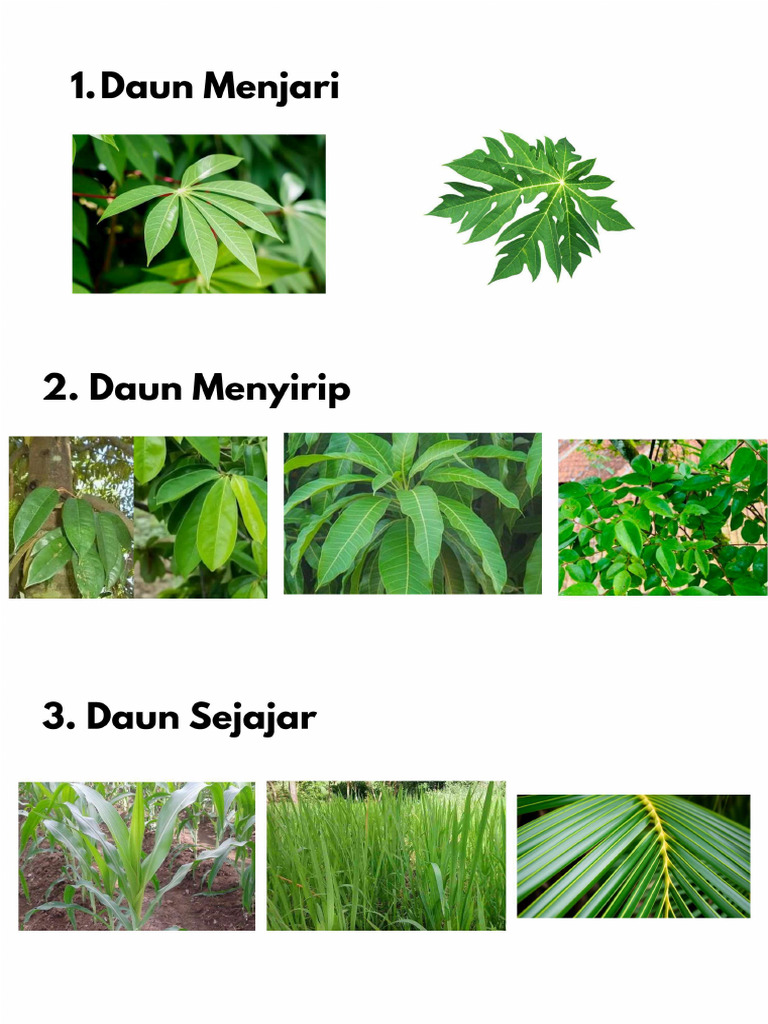 File Daun | PDF