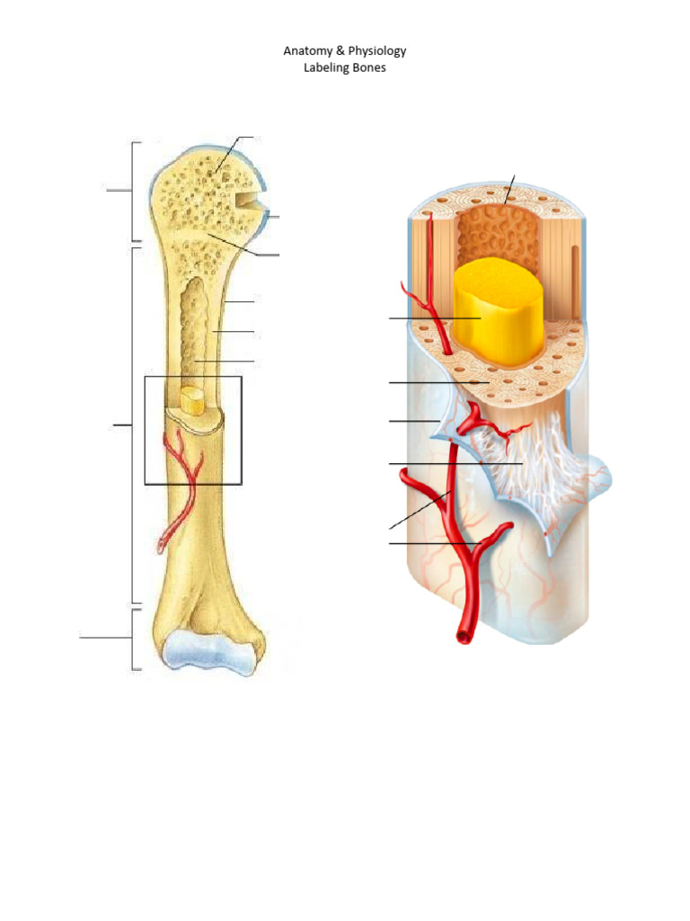 Bones | PDF