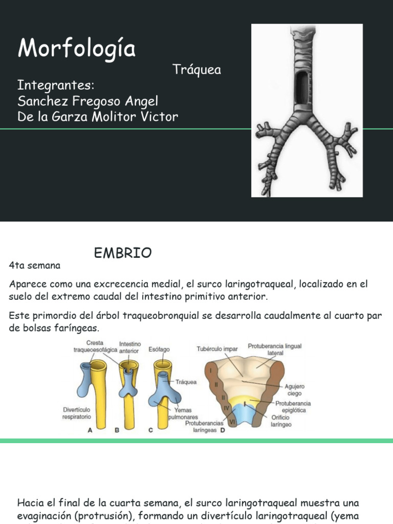 Traquea | PDF | Epitelio | Morfología (biología)