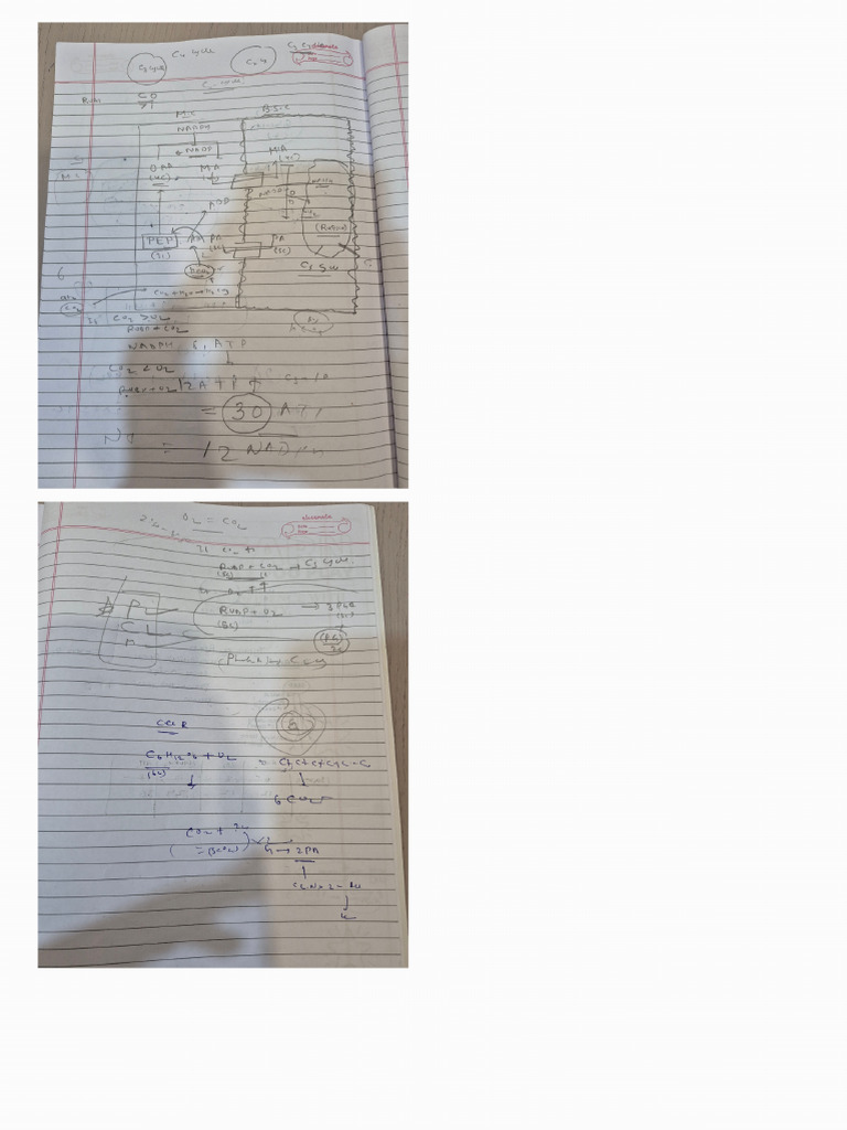 SS Notes | PDF