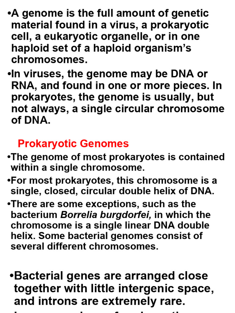 Bacterial Viral Genome | PDF | Virus | Sense (Molecular Biology)
