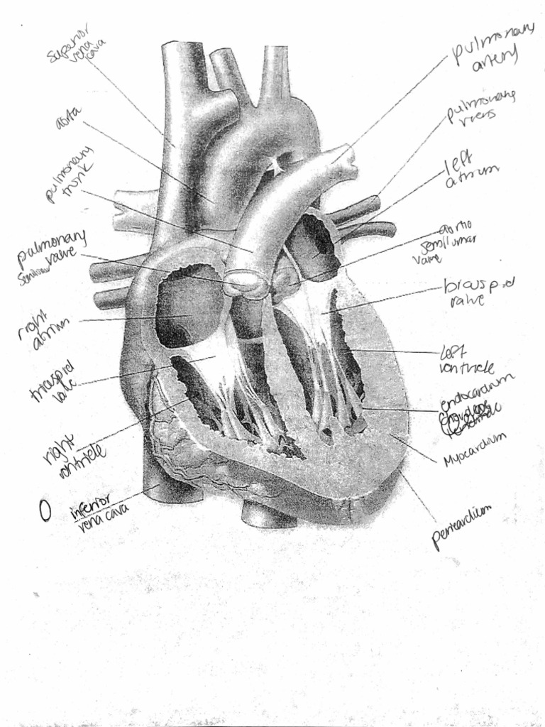 Heart Assignment | PDF