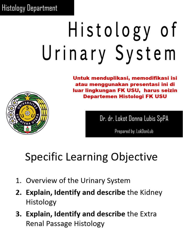Histology of Urinary System 2025 | PDF | Kidney | Morphology (Biology)