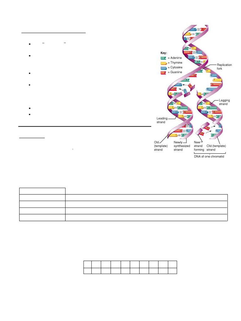 DNA Replicatiion Activity PaperClip | PDF | Dna | Dna Replication