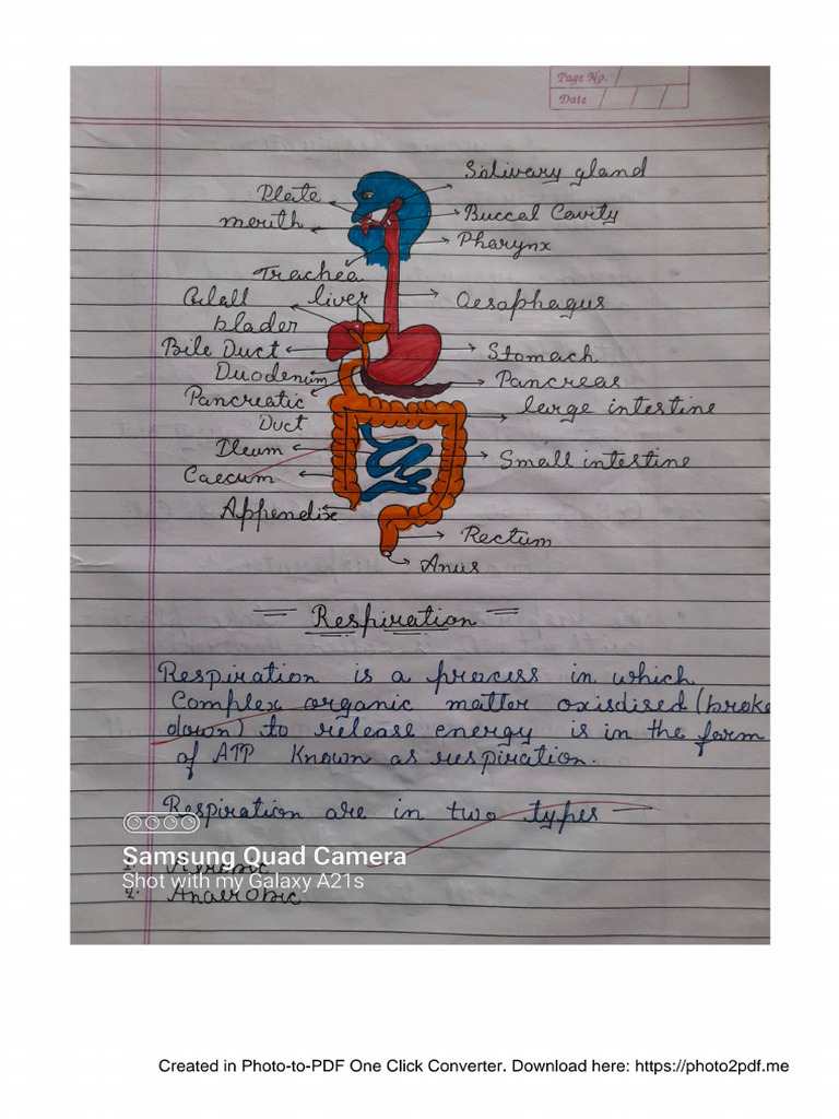 Respiration Notes | PDF