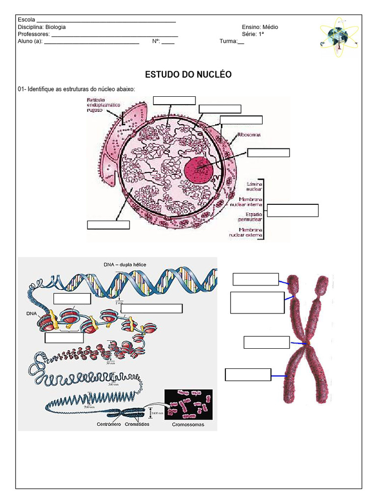 Exercícios Núcleo e Cromossomos | PDF | Célula (Biologia) | Núcleo celular