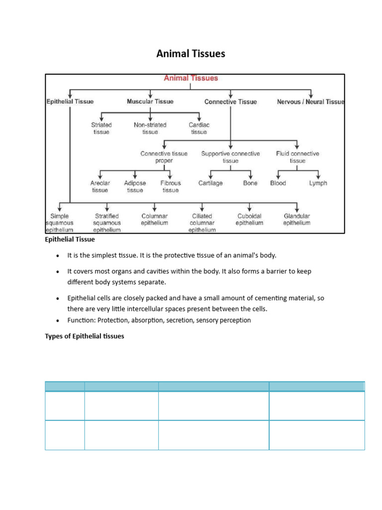 Animal Tissues Notes Class 9-1 | PDF | Epithelium | Connective Tissue