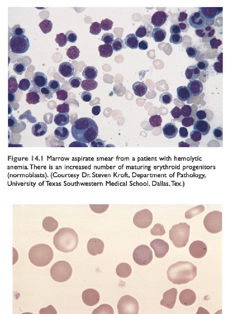RBCs and Platelets | PDF