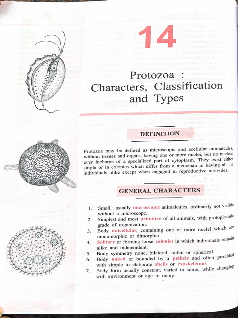 Zoology (Protozoa) | PDF