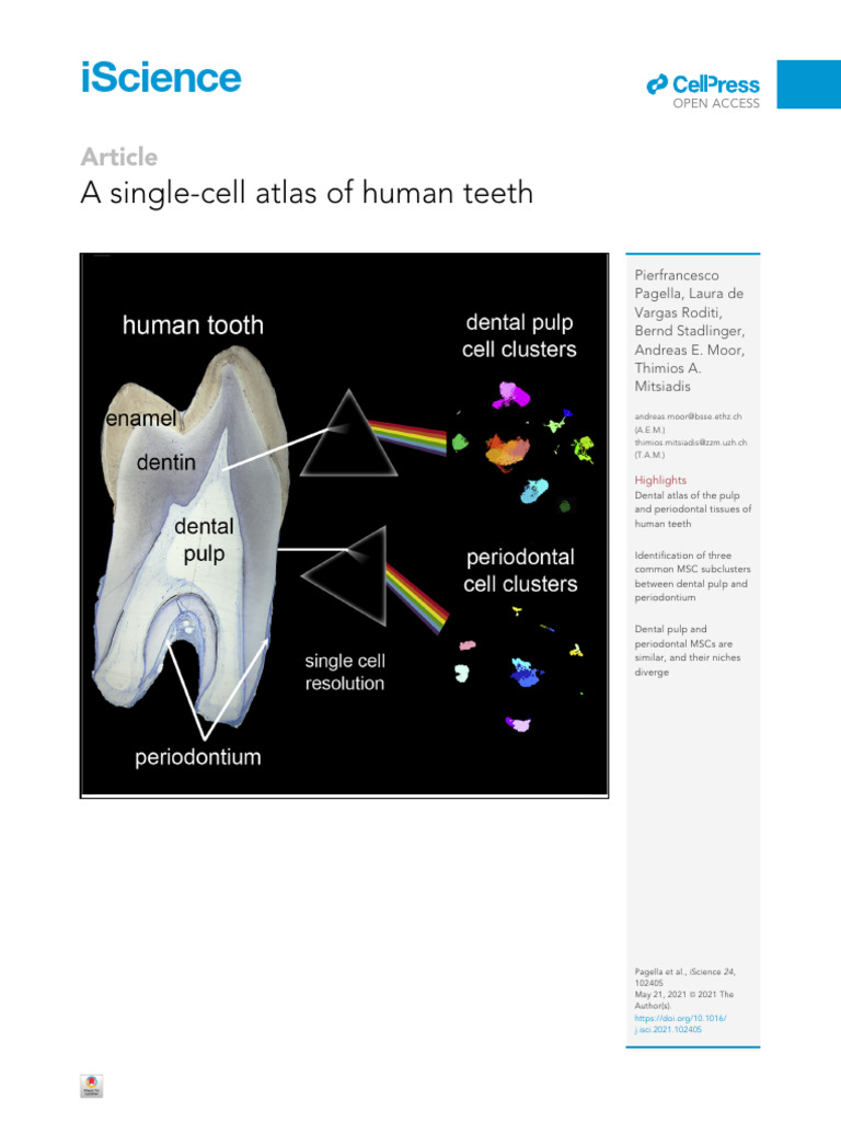 2021 - A Single-Cell Atlas of Human Teeth | PDF | Human Tooth ...