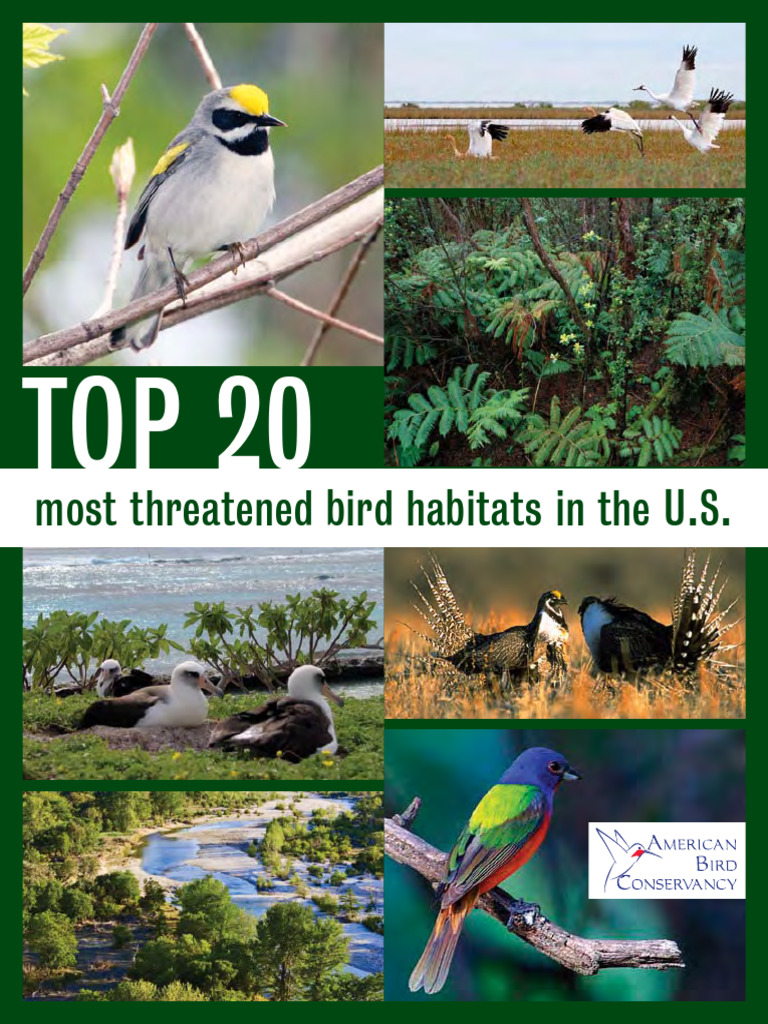 Top 20 Most Threatened Bird Habitats 1 | PDF | Forests | Habitat
