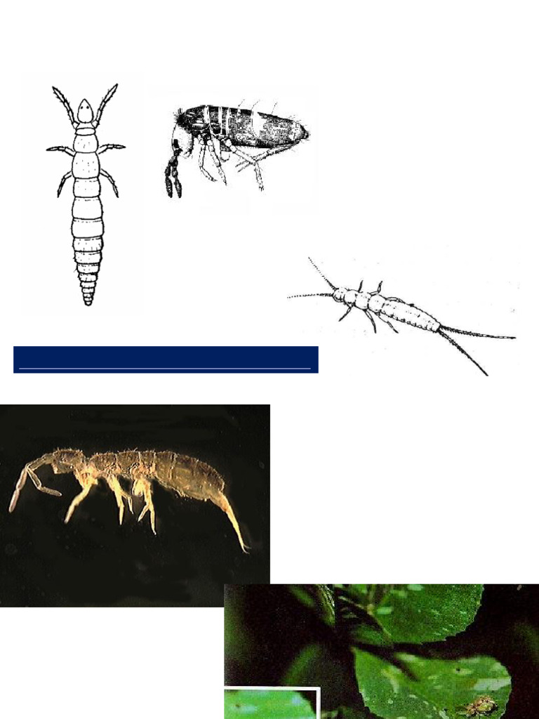 Presentación Insect Diversity, Taxonomy, and Systematics | PDF | Beetle ...