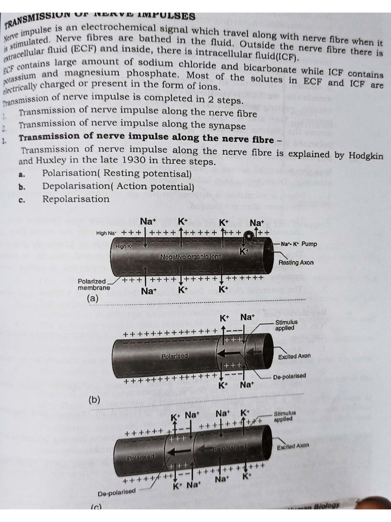 Conduction of Nerve Impulse | PDF