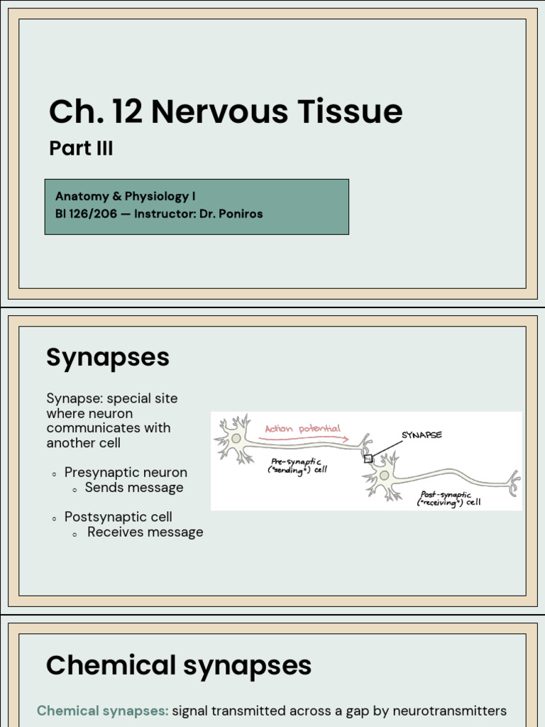 Ch. 12 Nervous Tissue Part III | PDF | Chemical Synapse | Inhibitory ...