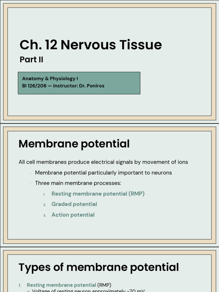 Ch. 12 Nervous Tissue Part II | PDF | Action Potential | Membrane Potential