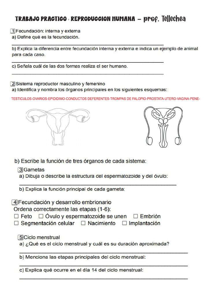 Tp Reproduccion Humana (1) | PDF