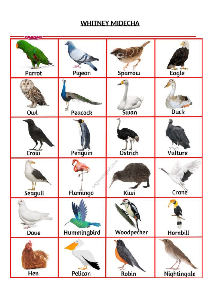 Birds | PDF